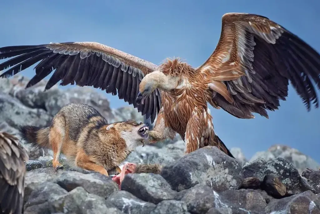 بهترین عکس‌های مسابقه جهانی عکاسی سونی در سال ۲۰۲۶ معرفی شدند