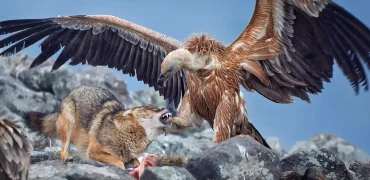 بهترین عکس‌های مسابقه جهانی عکاسی سونی در سال ۲۰۲۶ معرفی شدند