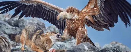 بهترین عکس‌های مسابقه جهانی عکاسی سونی در سال ۲۰۲۶ معرفی شدند