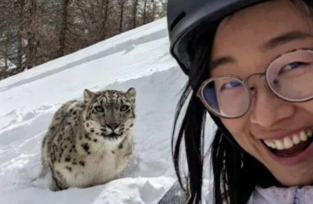 تلاش زن اسکی‌باز برای گرفتن سلفی با پلنگ برفی در چین به قیمت جان + ویدیو