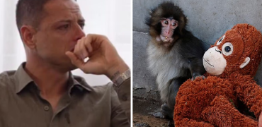 اشک های ستاره سابق منچستر یونایتد پس از دیدن ویدیو تراژیک «پانچ» میمون + ویدیو