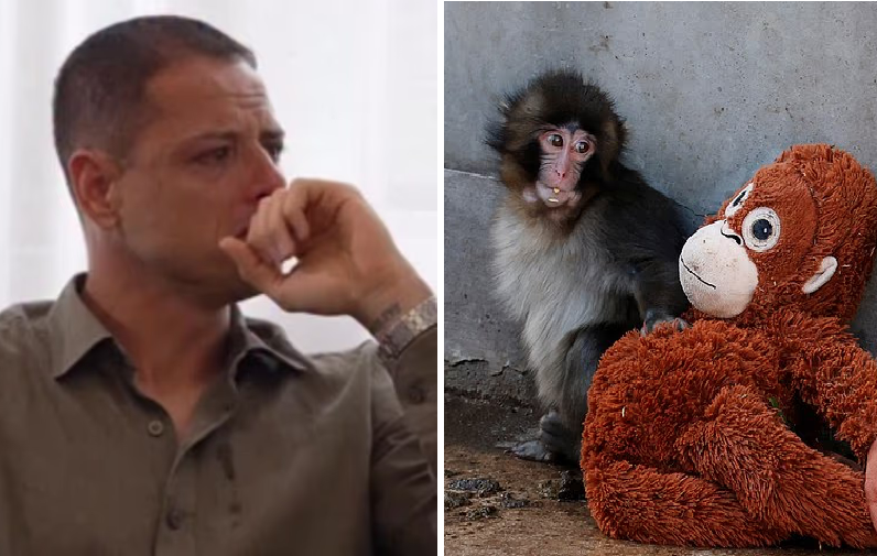 اشک های ستاره سابق منچستر یونایتد پس از دیدن ویدیو تراژیک «پانچ» میمون + ویدیو