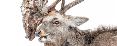 عکس‌های برتر حیات وحش ۲۰۲۶؛ از گوزن حامل جمجمه رقیب تا تنبل ماده و بچه‌اش در باران