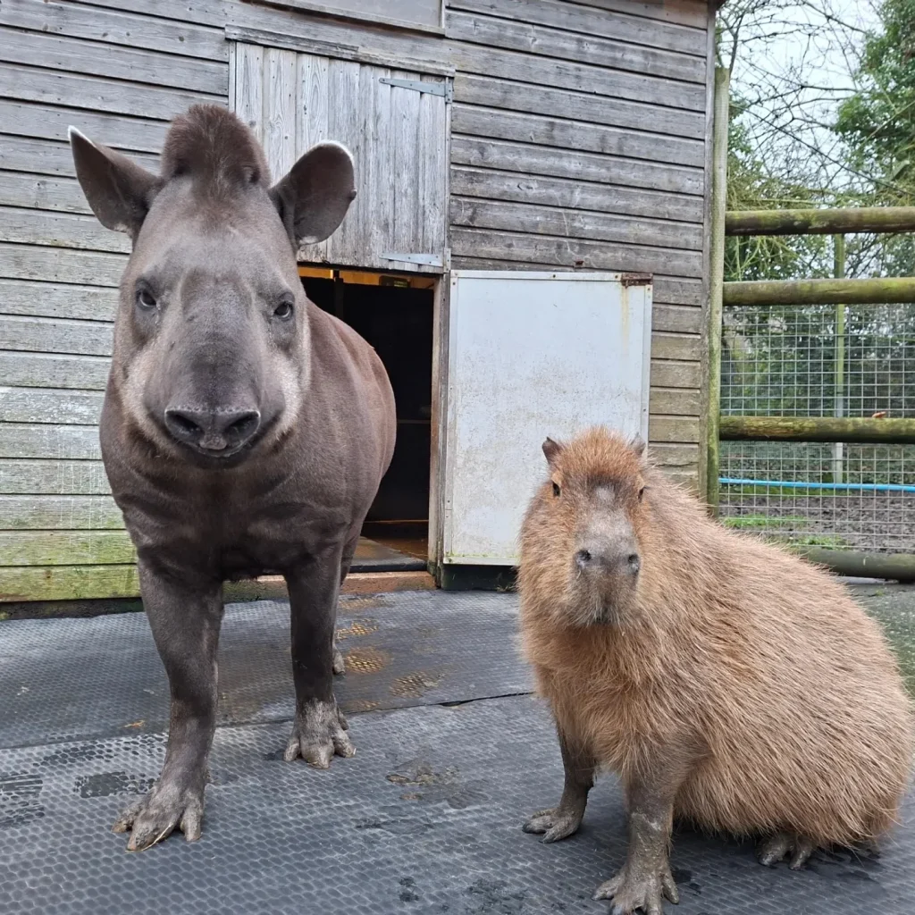 دوستی حیوانات باغوحش