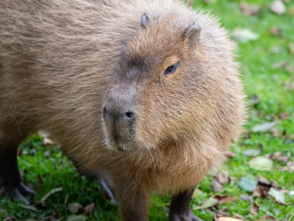 دوستی حیوانات باغوحش