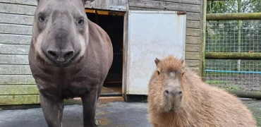 پایان تلخ یک رفاقت غیرمنتظره؛ دو حیوان باغ‌وحش در یک روز اتانازی شدند تا تنها نمانند