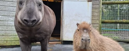 پایان تلخ یک رفاقت غیرمنتظره؛ دو حیوان باغ‌وحش در یک روز اتانازی شدند تا تنها نمانند