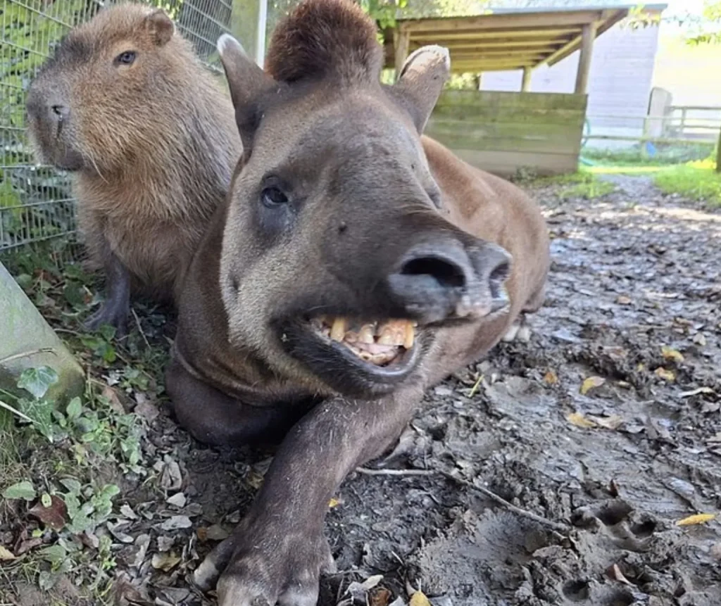 دوستی حیوانات باغوحش