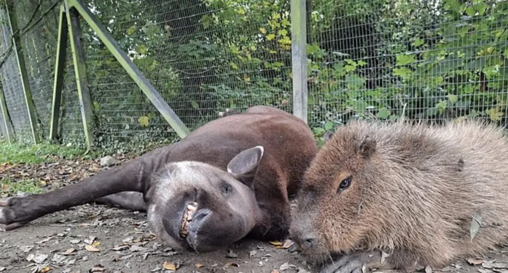 دوستی حیوانات باغوحش