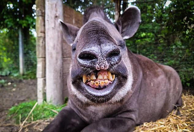 دوستی حیوانات باغوحش