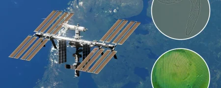 کرم‌های یک میلی‌متری در مسیر ایستگاه فضایی؛ ماموریتی برای سفرهای طولانی به ماه