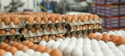 معاونت توسعه بازرگانی وزارت جهاد کشاورزی از ممنوعیت صادرات تخم مرغ خبر داد