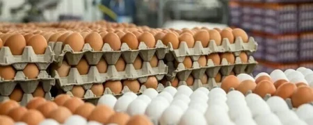 معاونت توسعه بازرگانی وزارت جهاد کشاورزی از ممنوعیت صادرات تخم مرغ خبر داد