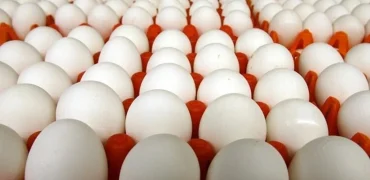 بحران در صنعت مرغداری؛ زور دولت به دلال‌های گردن‌کلفت نمی‌رسد