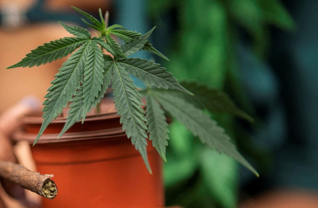 ماری‌جوآنا