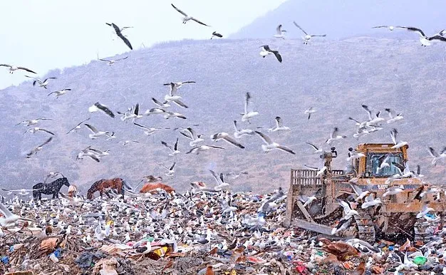 اوسوآیا، محل شیوع هانتاویروس