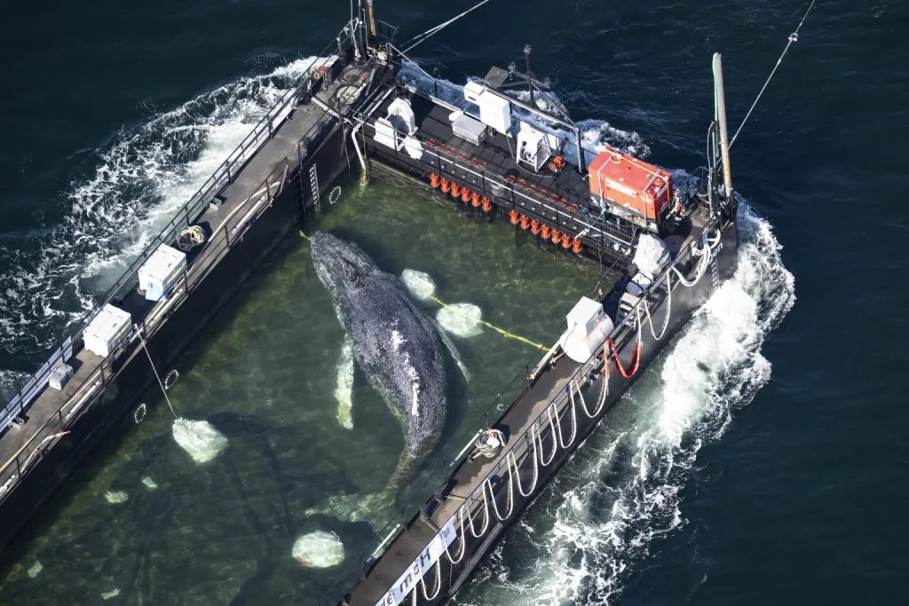 نهنگ