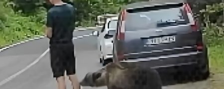 لحظه حمله خرس وحشی به یک گردشگر که از وحشت‌ میخکوب شد! + ویدیو