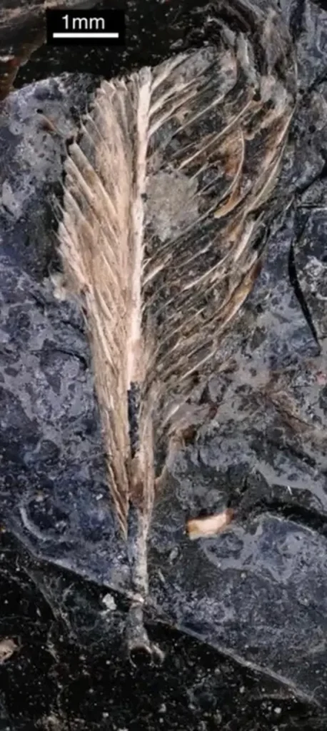 پر پرنده