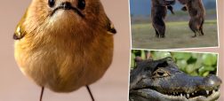 فینالیست‌های مسابقه بامزه‌ترین عکس‌های حیات‌وحش ۲۰۲۶ معرفی شدند